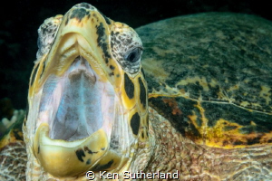 This turtle, at Slow and Easy dive site in Yap, posed its... by Ken Sutherland 